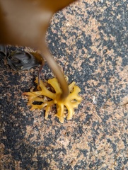 Laminaria digitata