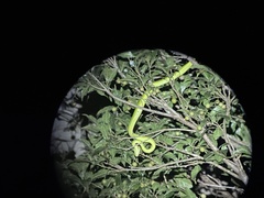 Bothriechis lateralis