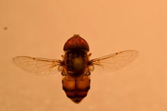 Eristalina