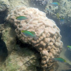 Pomacentrus aurifrons