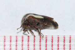 Ophiderma