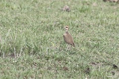 Cursorius temminckii