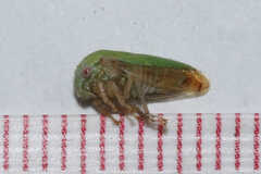 Ophiderma