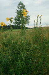 Silphium laciniatum laciniatum
