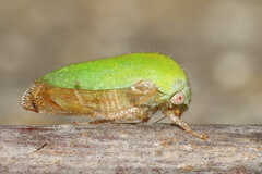 Ophiderma