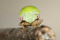 Ophiderma