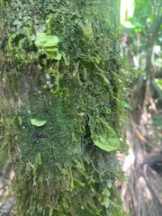 Oenocarpus
