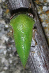 Ophiderma