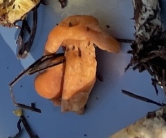 Lactarius subviscidus