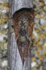 Cyrtolobus