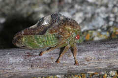 Cyrtolobus