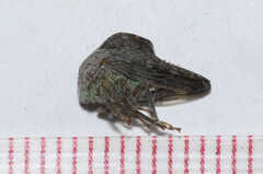Telamona