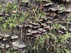 Trametes betulina