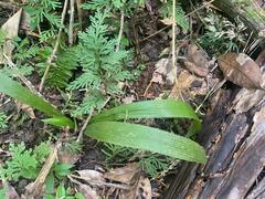 Molineria capitulata