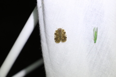 Aprivesa