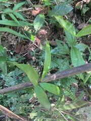 Molineria capitulata