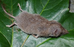 Greater White-Toothed Shrew photo 2