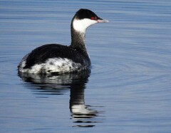 Podiceps auritus