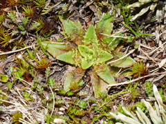 Plantago triandra