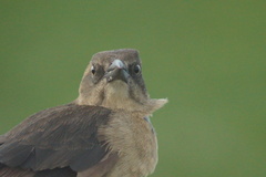 Quiscalus lugubris