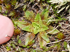Plantago triandra