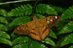 Nascus phocus