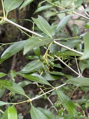 Coptosperma supra-axillare