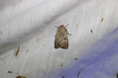 Proteuxoa hypochalchis