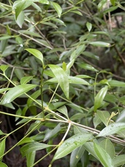Coptosperma supra-axillare
