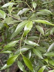 Coptosperma supra-axillare