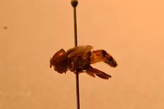 Eristalina
