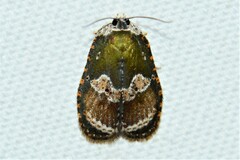 Cnesteboda celligera