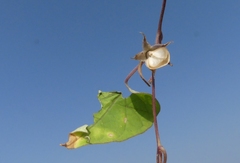Ipomoea clarkei