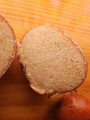 Zelleromyces cinnabarinus