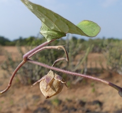 Ipomoea clarkei