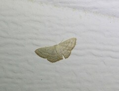 Scopula optivata