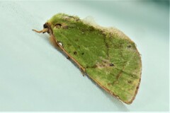 Paracyphanta kurokoi