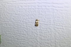 Philenora aspectalella