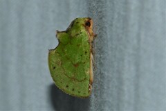 Paracyphanta kurokoi