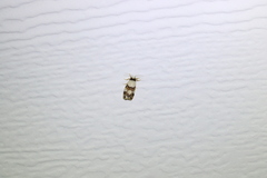 Philenora aspectalella