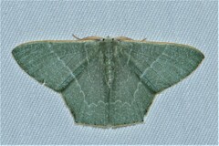 Pelagodes antiquadraria