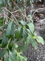 Maytenus undata