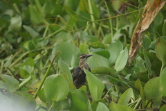 Quiscalus lugubris