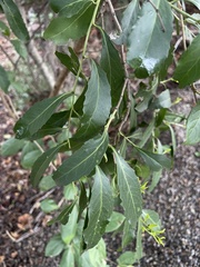 Maytenus undata