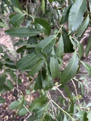 Maytenus undata