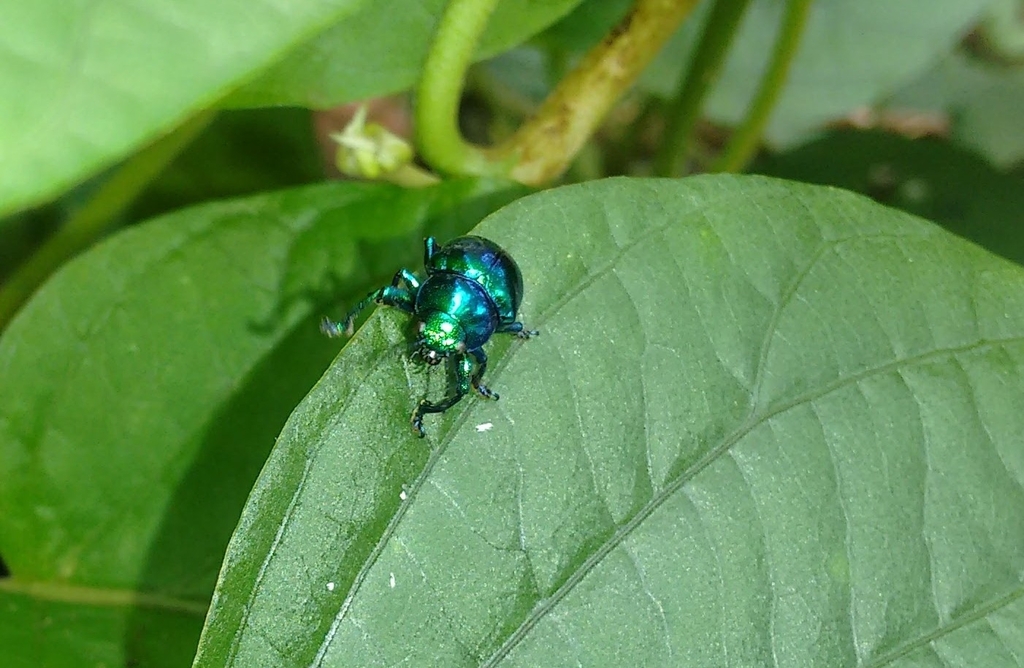 Colasposoma robustum