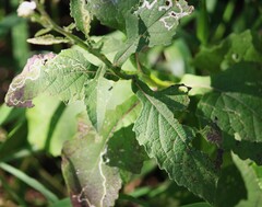 Verbesina microptera