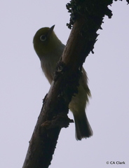 Zosterops lateralis lateralis