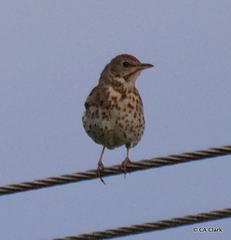 Turdus philomelos clarkei