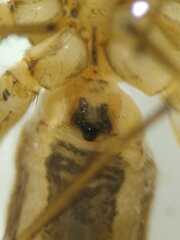 Oxyopes javanus